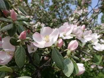 Pigwa pospolita jabłkowata - zdjęcie 5
