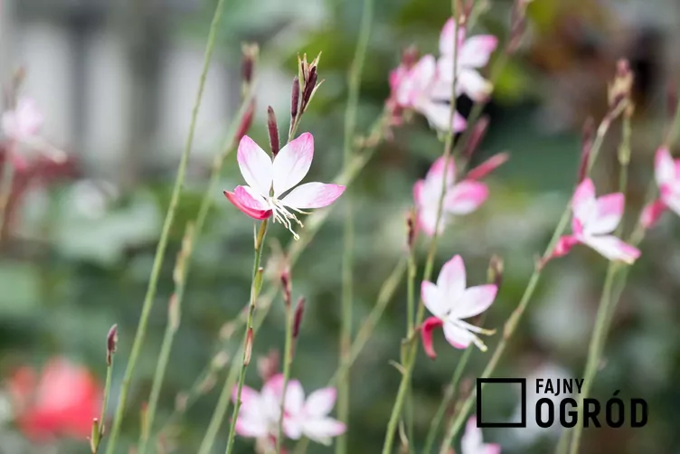 Gaura lindheimeri