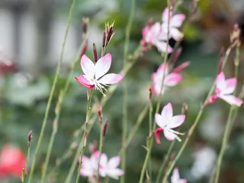 Gaura Lindheimera - zdjęcie 2