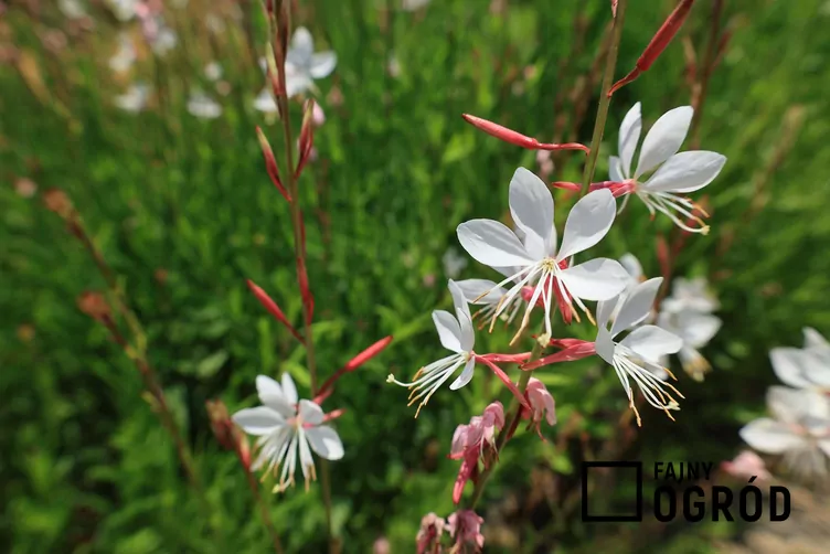 Gaura biała