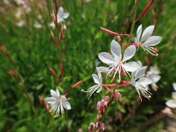 Gaura Lindheimera - zdjęcie 3