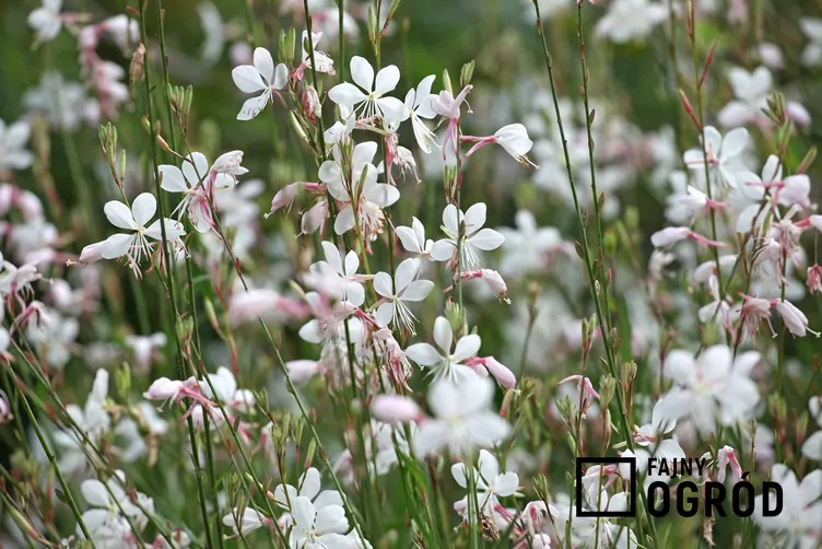 Gaura różowa