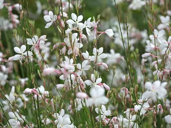 Gaura Lindheimera - zdjęcie 4