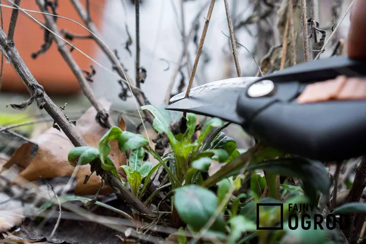 Gaura Lindheimera - zdjęcie 5