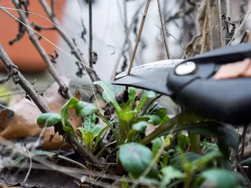 Gaura Lindheimera - zdjęcie 5