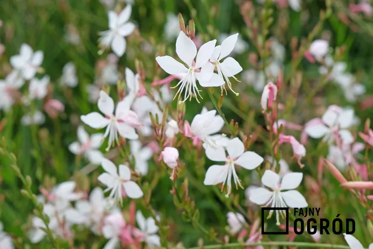 Gaura Lindheimera
