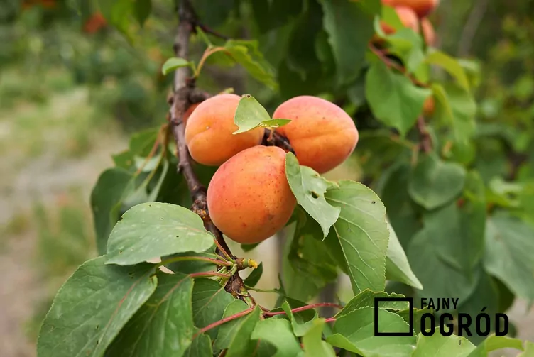 Morela ’Early Orange’