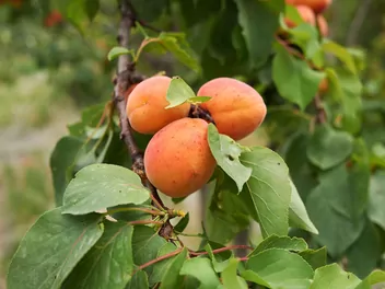 Ilustracja rośliny morela ’early orange’