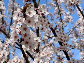 Morela ’Early Orange’ - zdjęcie 2