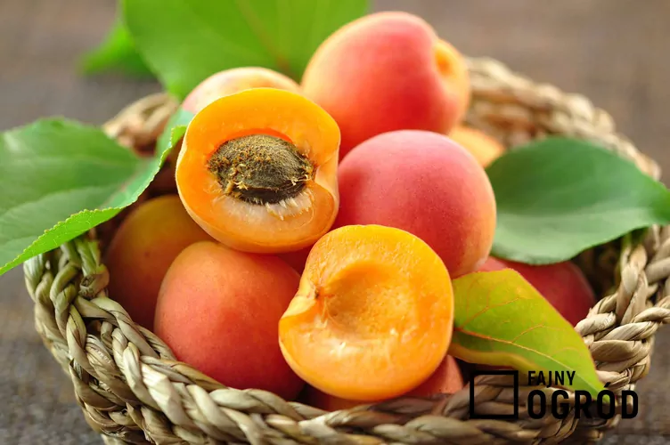 Morela ’Early Orange’