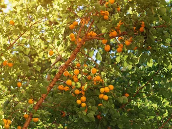 Morela ’Early Orange’ - zdjęcie 4