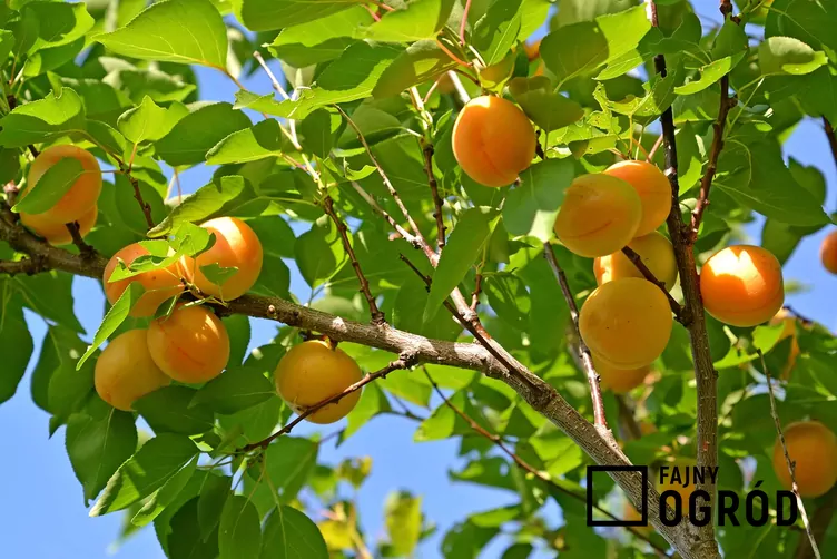 Morela ’Early Orange’ - zdjęcie 5