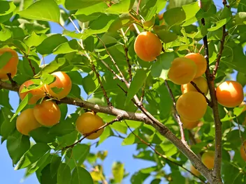 Morela ’Early Orange’ - zdjęcie 5