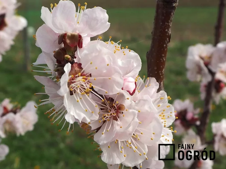 Morela harcot Morela harcot