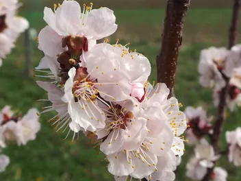 Morela ‘Harcot’ - zdjęcie 2