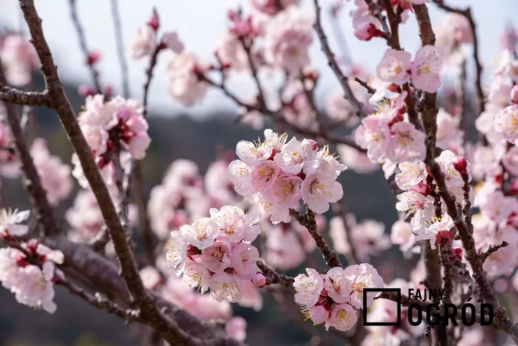 Morela ‘Harcot’ Morela ‘Harcot’