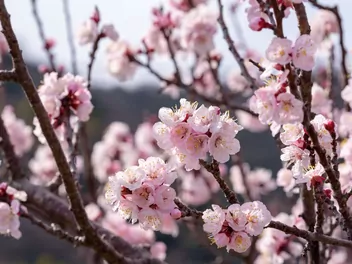 Morela ‘Harcot’ - zdjęcie 3