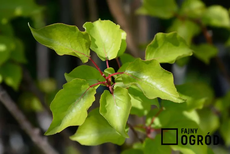 Morela ‘Harcot’ Morela ‘Harcot’