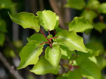 Morela ‘Harcot’ - zdjęcie 4