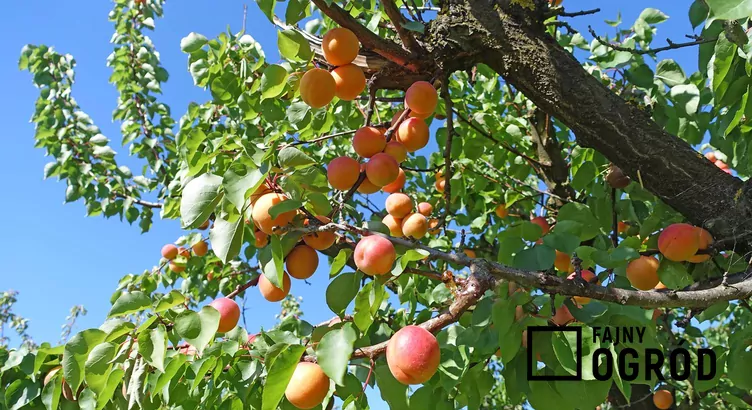 Morela ‘Harcot’ - zdjęcie 5 Morela ‘Harcot’ - zdjęcie 5