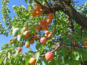 Morela ‘Harcot’ - zdjęcie 5