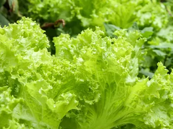 Sałata dębolistna - zdjęcie 2