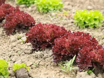 Sałata dębolistna - zdjęcie 3