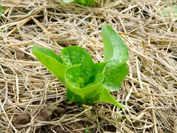 Sałata dębolistna - zdjęcie 4