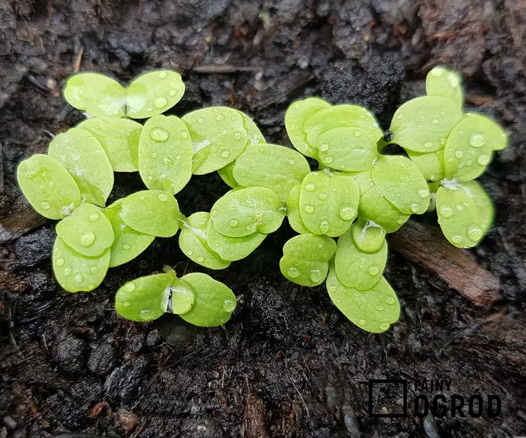 Sałata dębolistna - zdjęcie 5