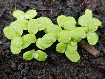 Sałata dębolistna - zdjęcie 5