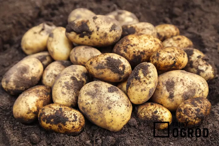 Ziemniak 'Bryza'