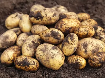 Ilustracja rośliny ziemniak 'bryza'