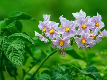 Ziemniak 'Bryza' - zdjęcie 3