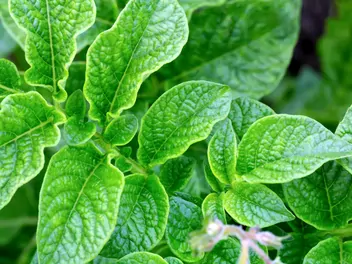 Ziemniak 'Bryza' - zdjęcie 4