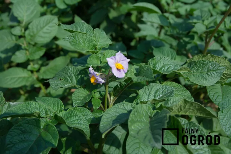 Ziemniak 'Bryza' - zdjęcie 5