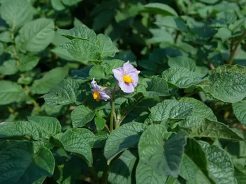 Ziemniak 'Bryza' - zdjęcie 5