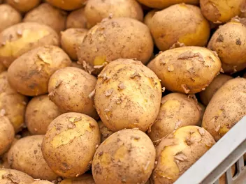 Zdjęcie ilustrujące ziemniak 'lord'