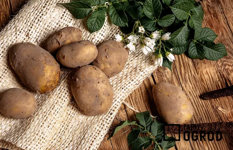 Ziemniak lord Ziemniak lord