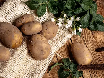 Ziemniak 'Lord' - zdjęcie 2