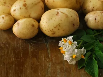 Ziemniak 'Lord' - zdjęcie 3