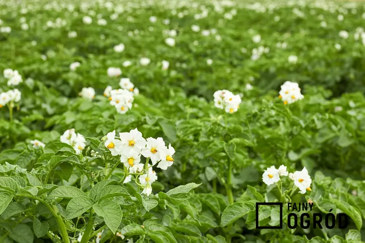 Ziemniak 'Lord' Ziemniak 'Lord'