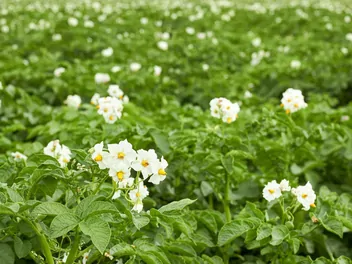 Ziemniak 'Lord' - zdjęcie 4