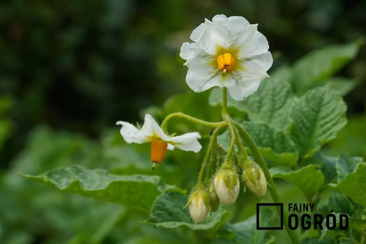 Ziemniak 'Lord' - zdjęcie 5 Ziemniak 'Lord' - zdjęcie 5