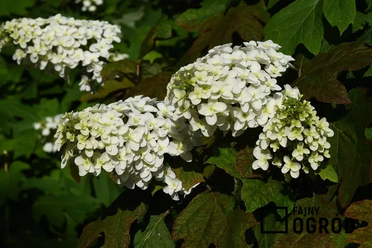 Hortensja snowflake Hortensja snowflake