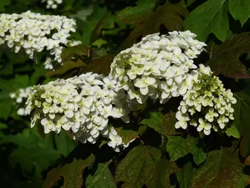 Hortensja dębolistna 'Snowflake' - zdjęcie 2