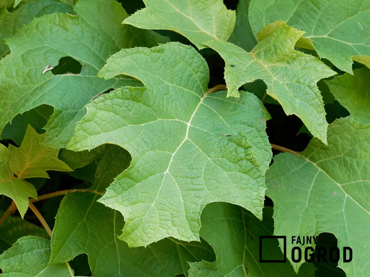 Hortensja dębolistna 'Snowflake' Hortensja dębolistna 'Snowflake'