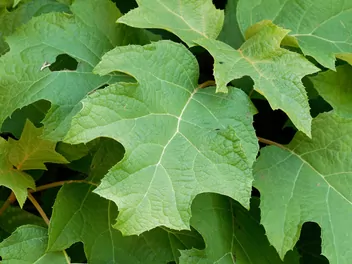 Hortensja dębolistna 'Snowflake' - zdjęcie 3