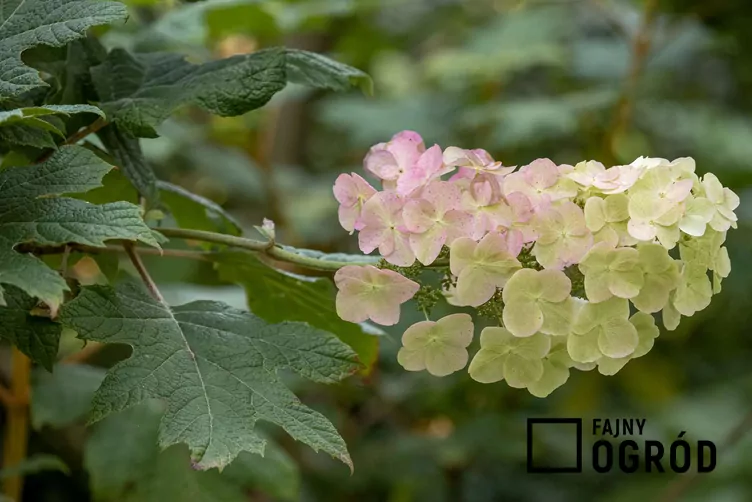 Hortensja dębolistna 'Snowflake' Hortensja dębolistna 'Snowflake'