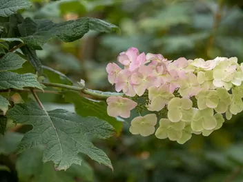 Hortensja dębolistna 'Snowflake' - zdjęcie 4