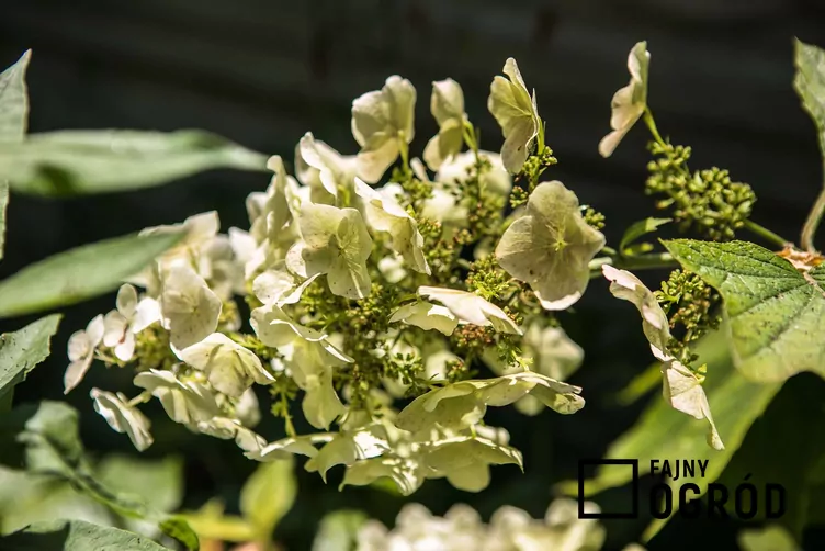 Hortensja dębolistna 'Snowflake' - zdjęcie 5 Hortensja dębolistna 'Snowflake' - zdjęcie 5